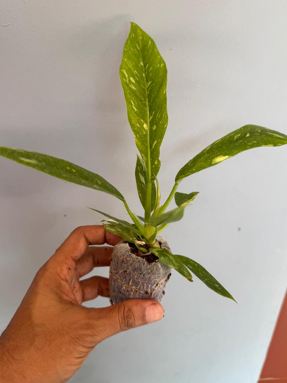 Philodendron Ring of Fire Verigated -(Healthy Live Plant in Jiffy Bag)