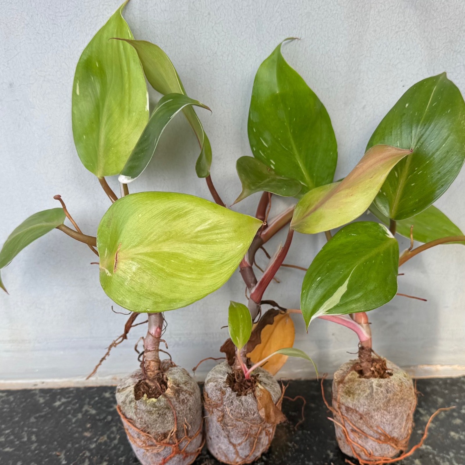 Philodendron White Princess -3  plants combo --(Healthy Live Plant in Jiffy Bag)