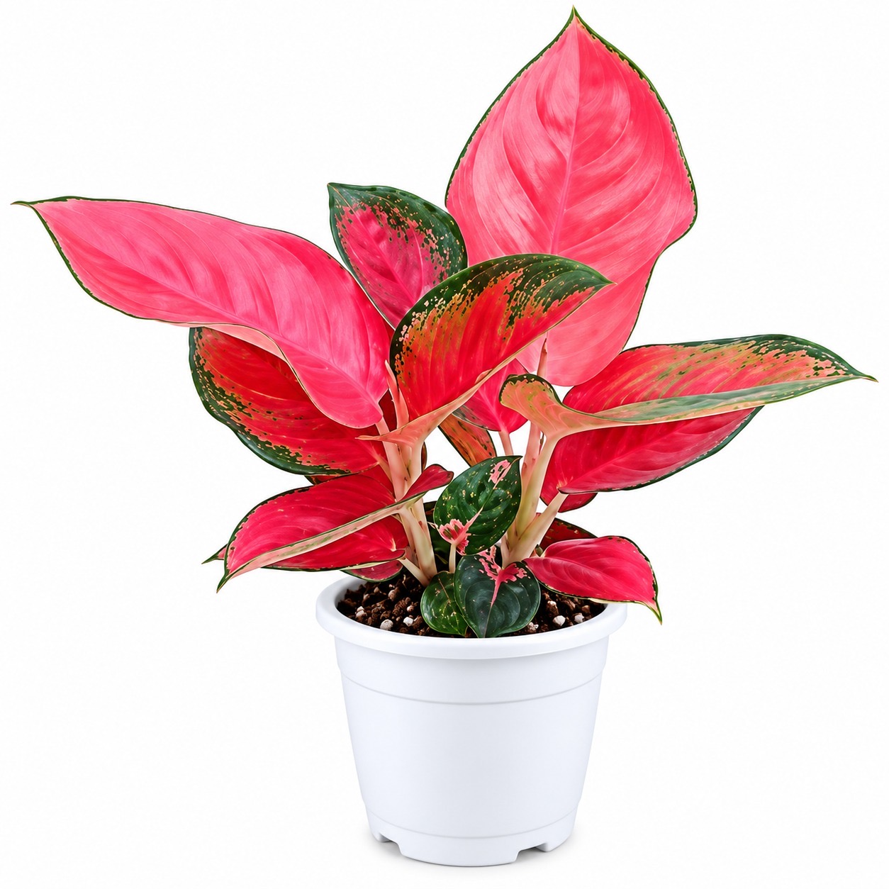 Aglonima Thailand Red