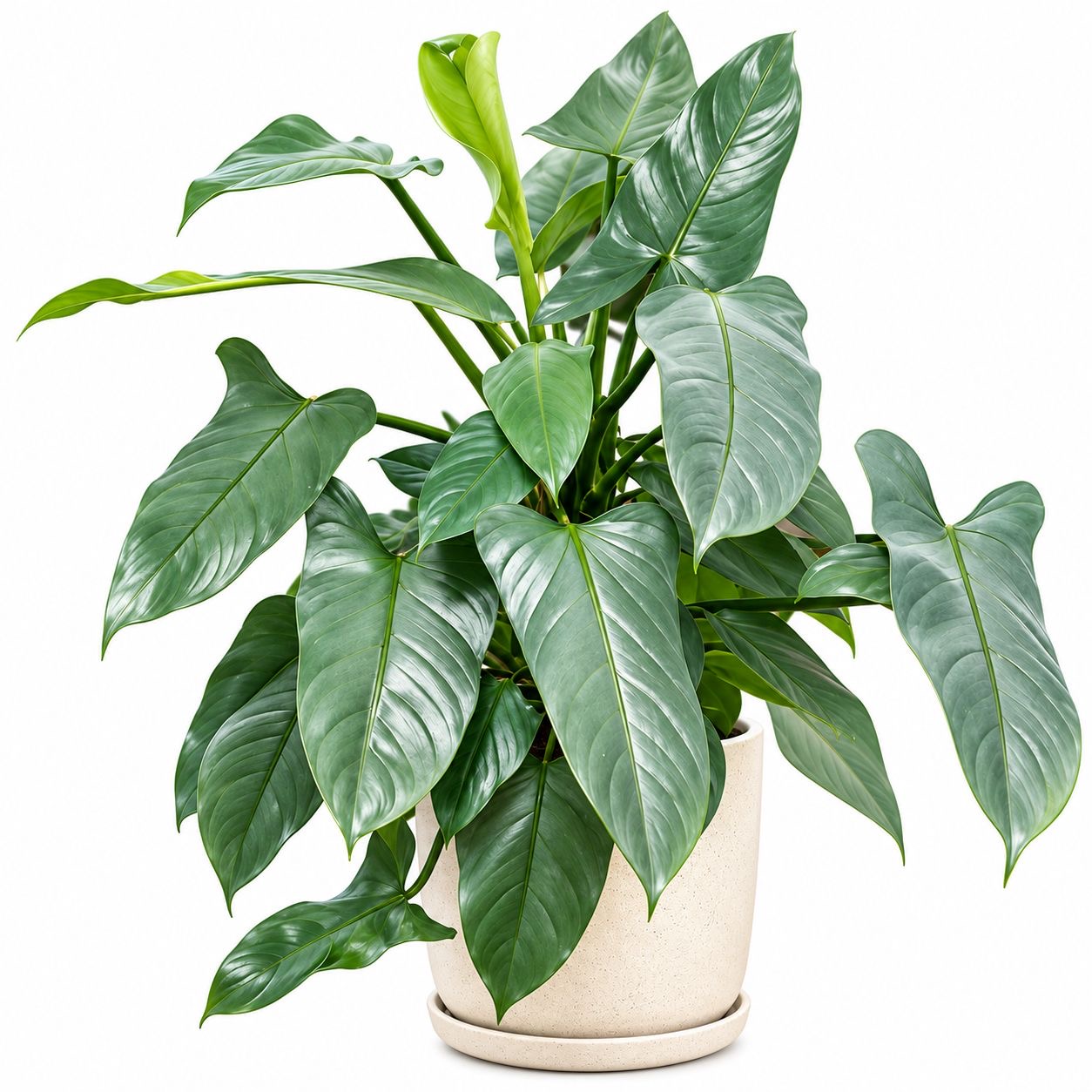 Philodendron Silver Sword -(Healthy Live Plant in Jiffy Bag)