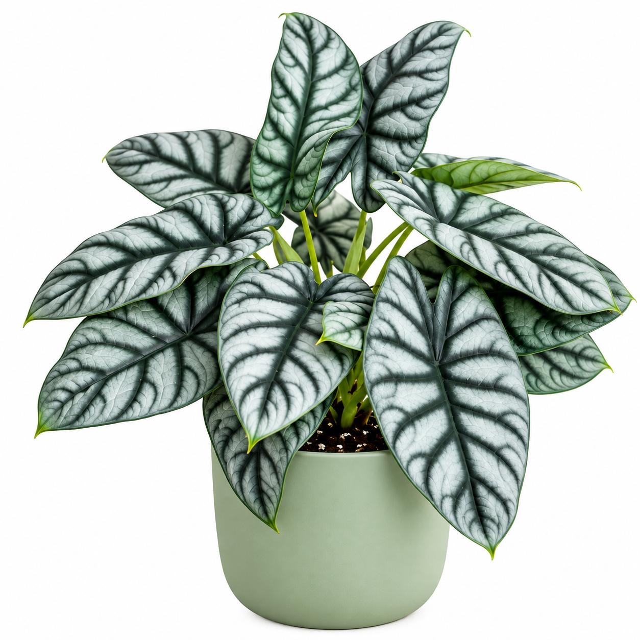 Alocasia Silver Dragon -(Healthy Live Plant in Jiffy Bag)