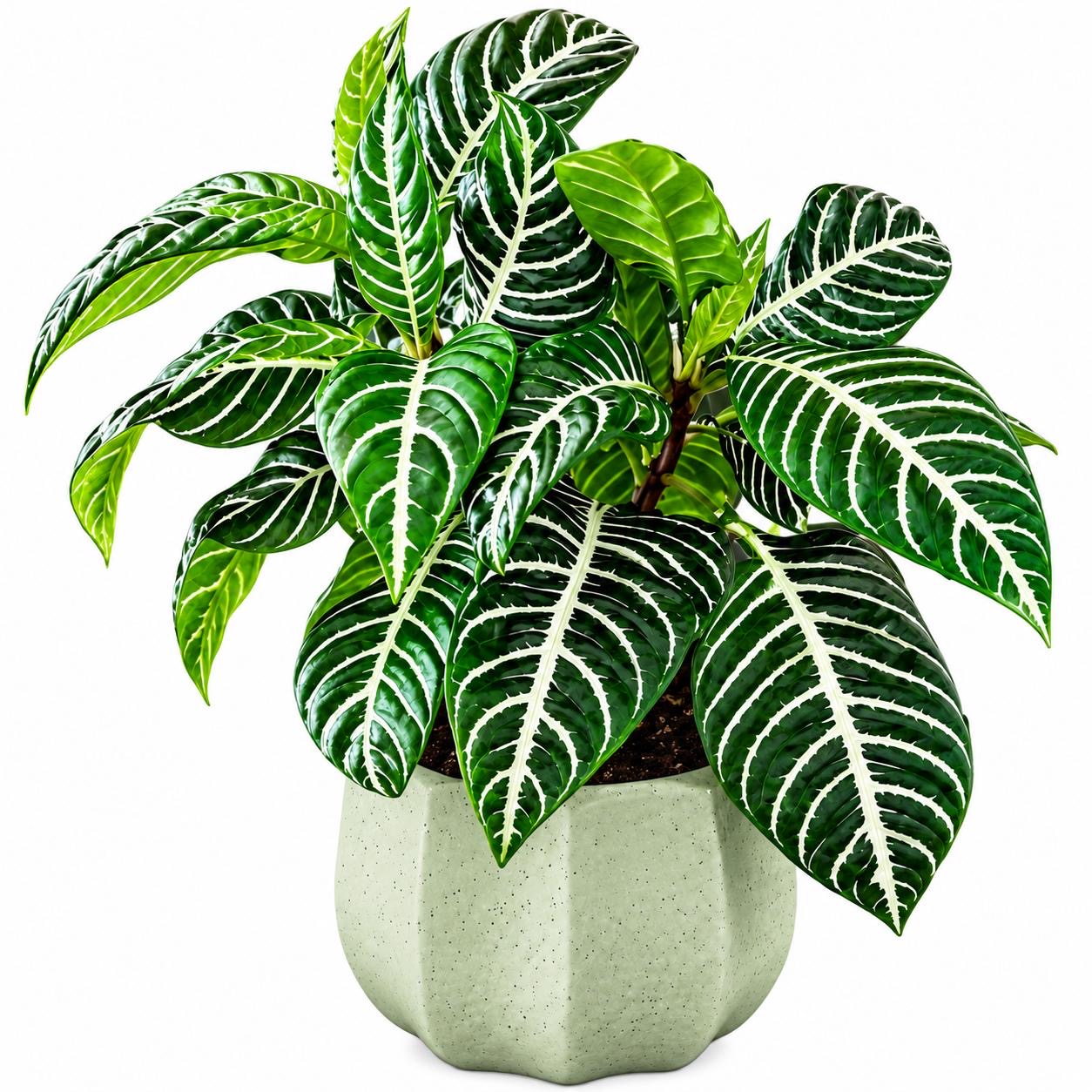 Aphelandra -(Healthy Live Plant in Jiffy Bag)