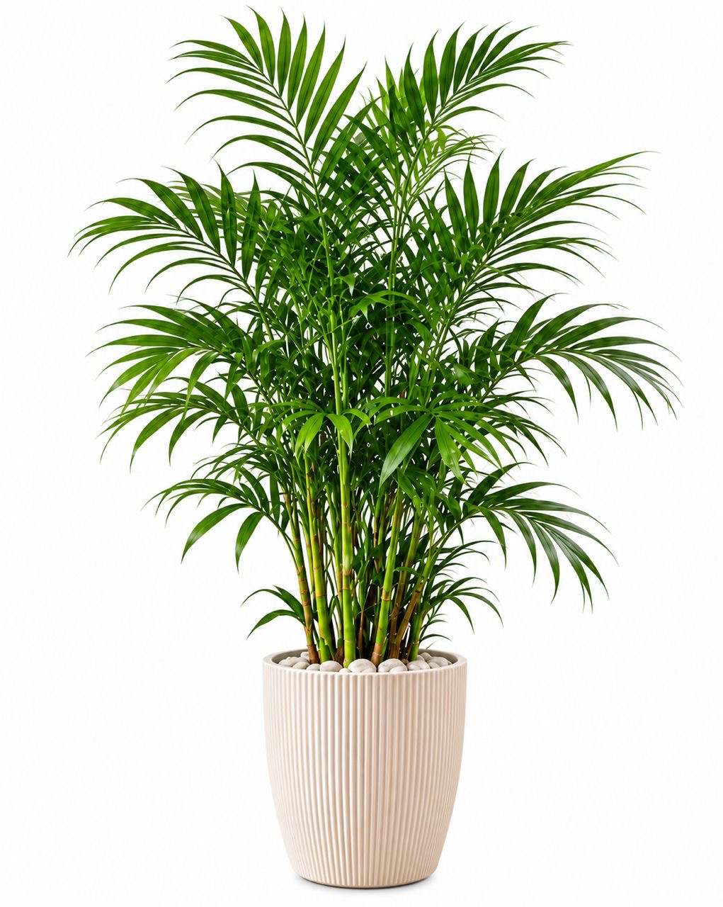 Bamboo Palm-12 cm pot