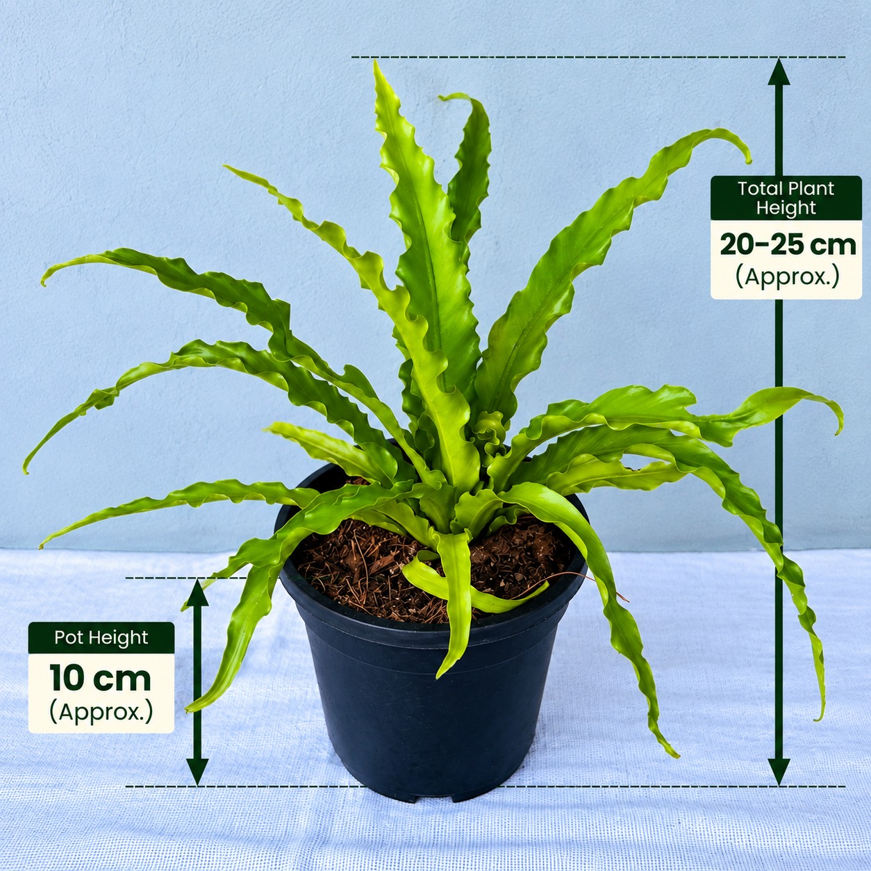 Bird's Nest Fern – Premium Indoor Plant