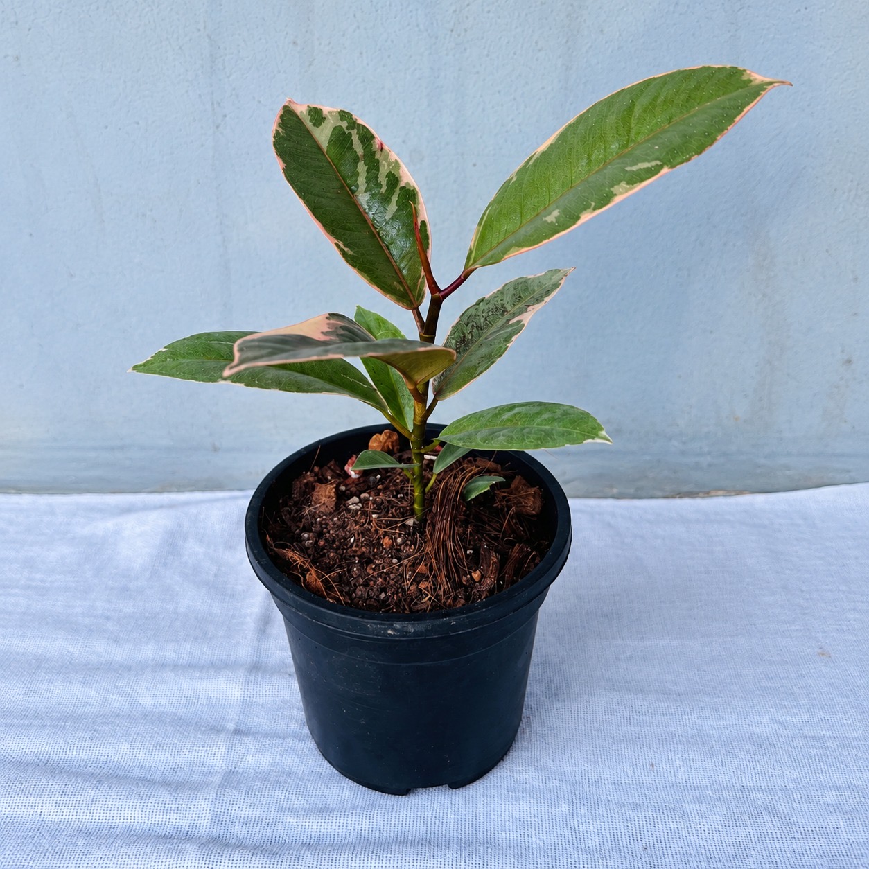 Ficus Ruby – Premium Indoor Plant