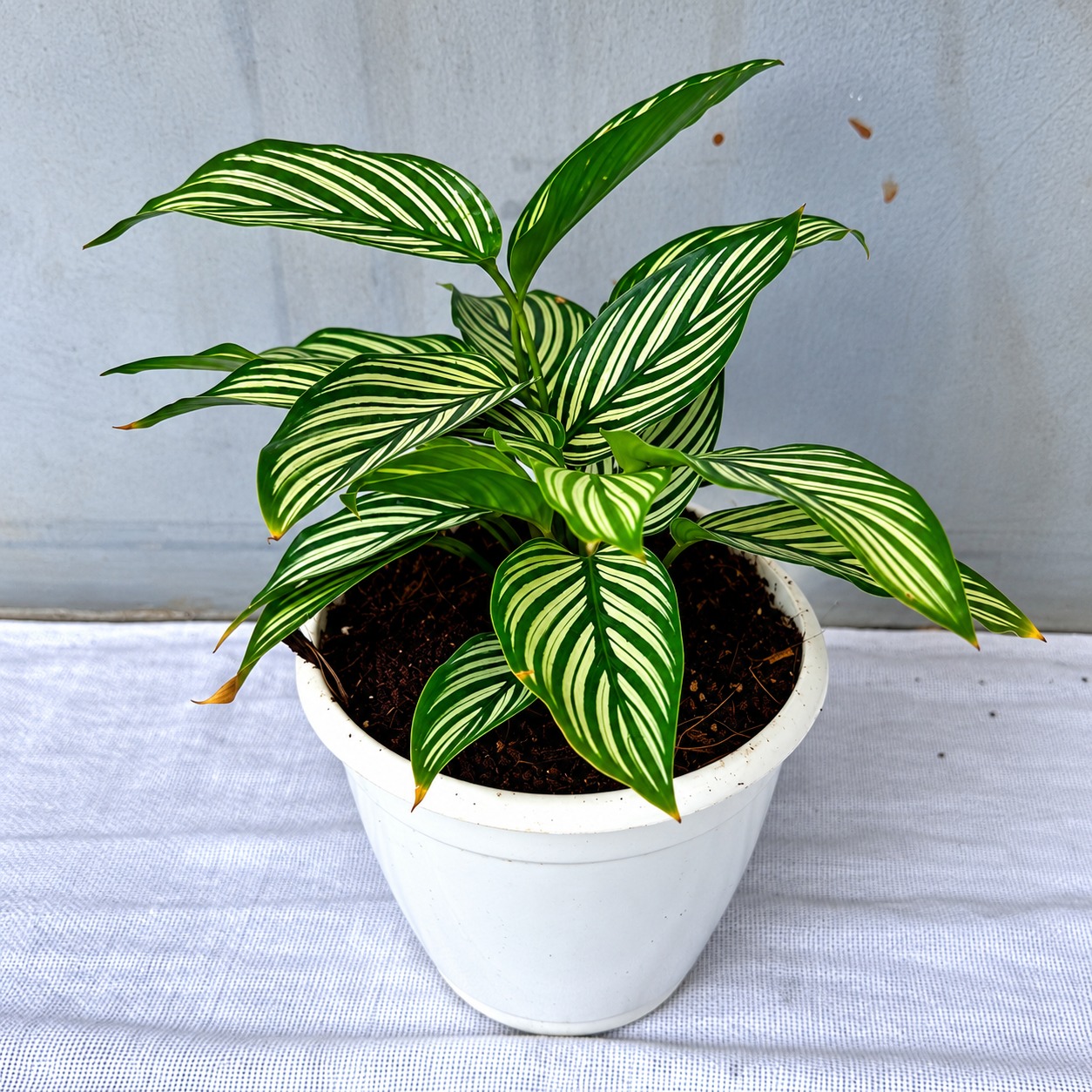 Calathea Vittata