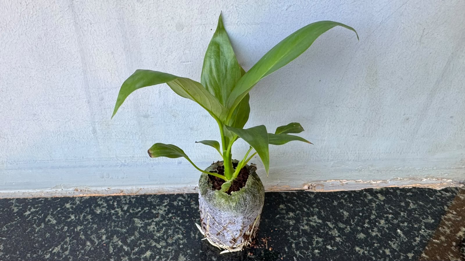 Peace Lily.