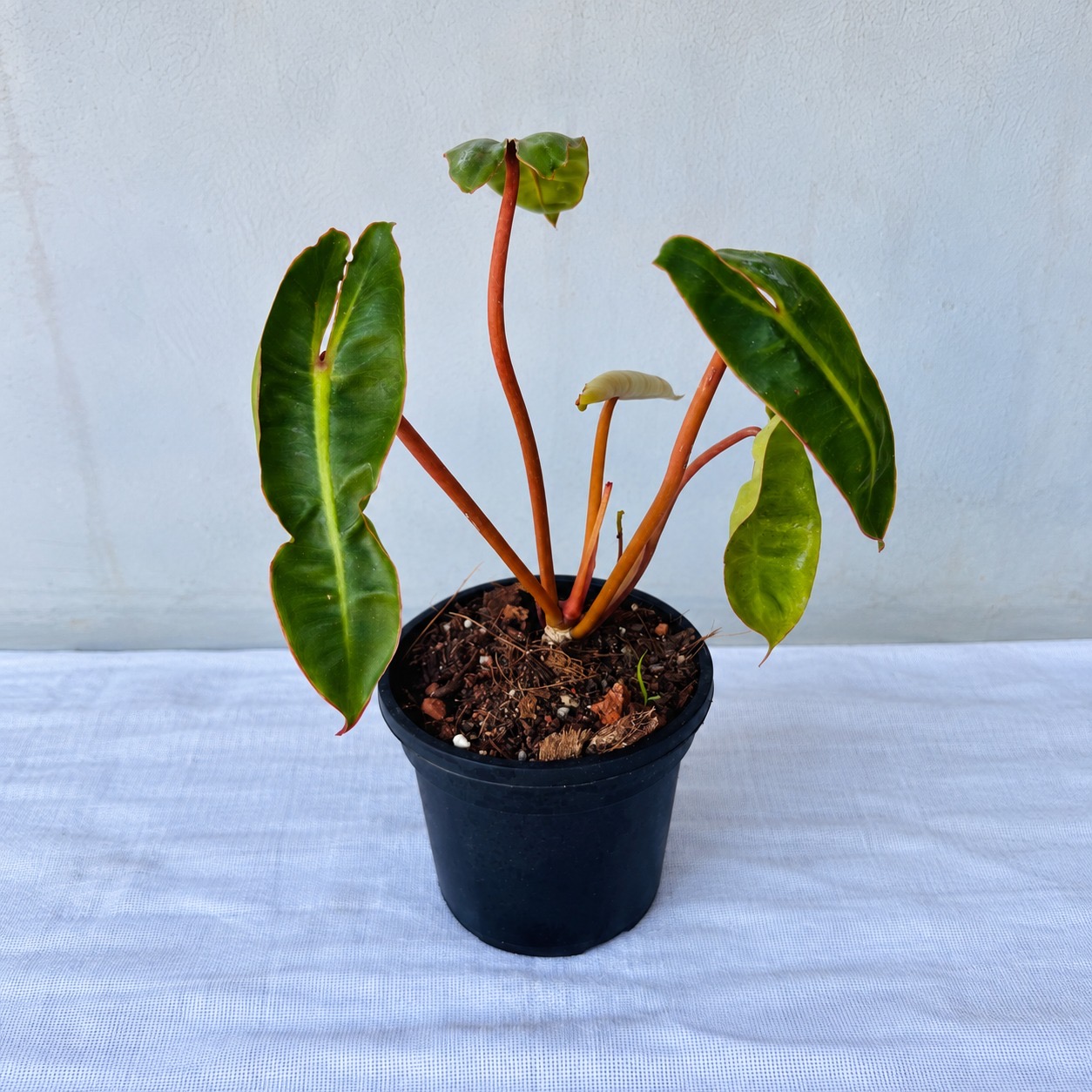 Philodendron  Billietiae – Premium Indoor Plant