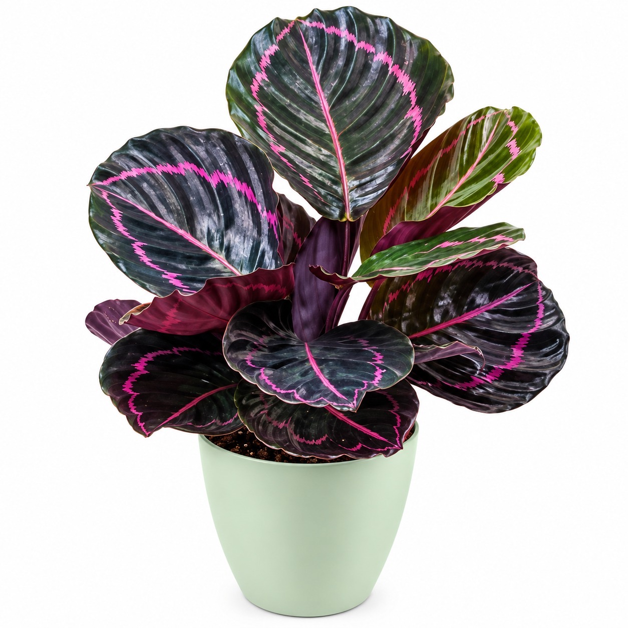 Calathea Dottie