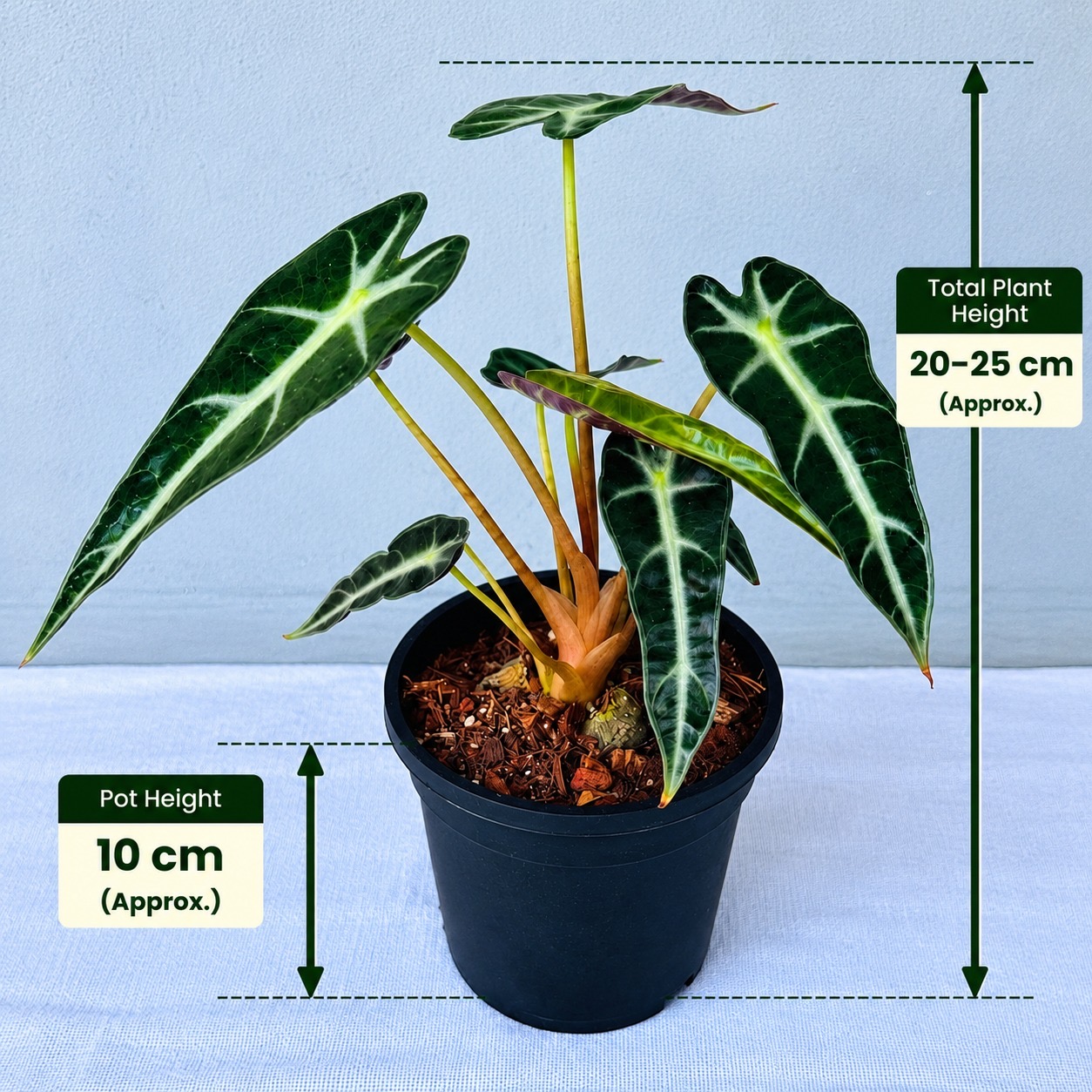 Alocasia Bambino – Premium Indoor Plant