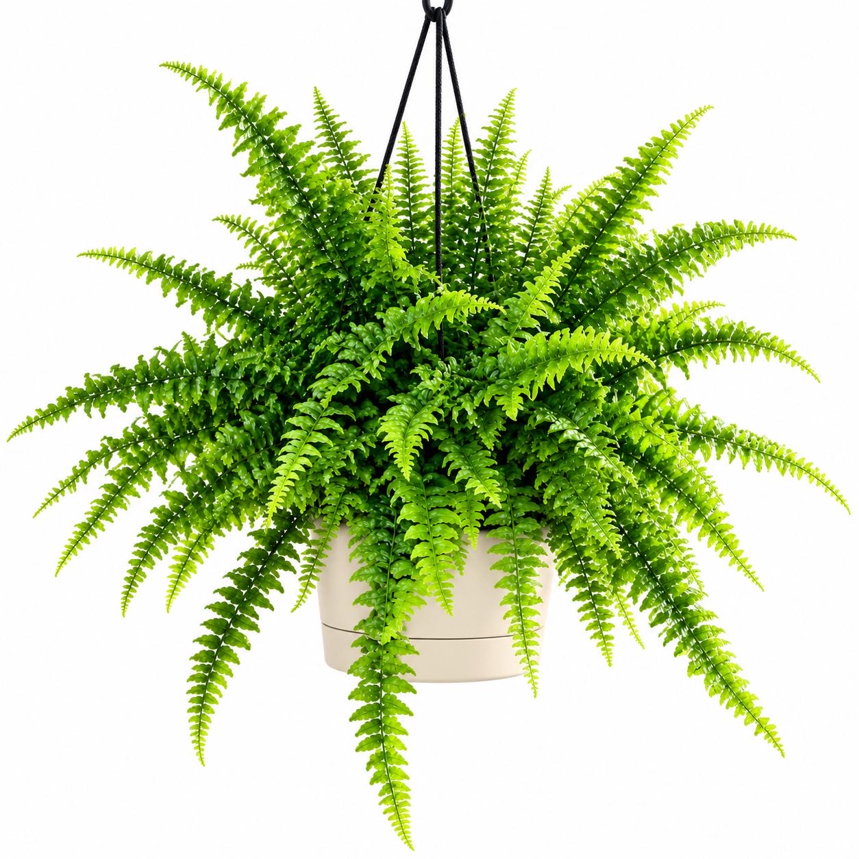 Fern Fluffy Ruffles -(Healthy Live Plant in Jiffy Bag)