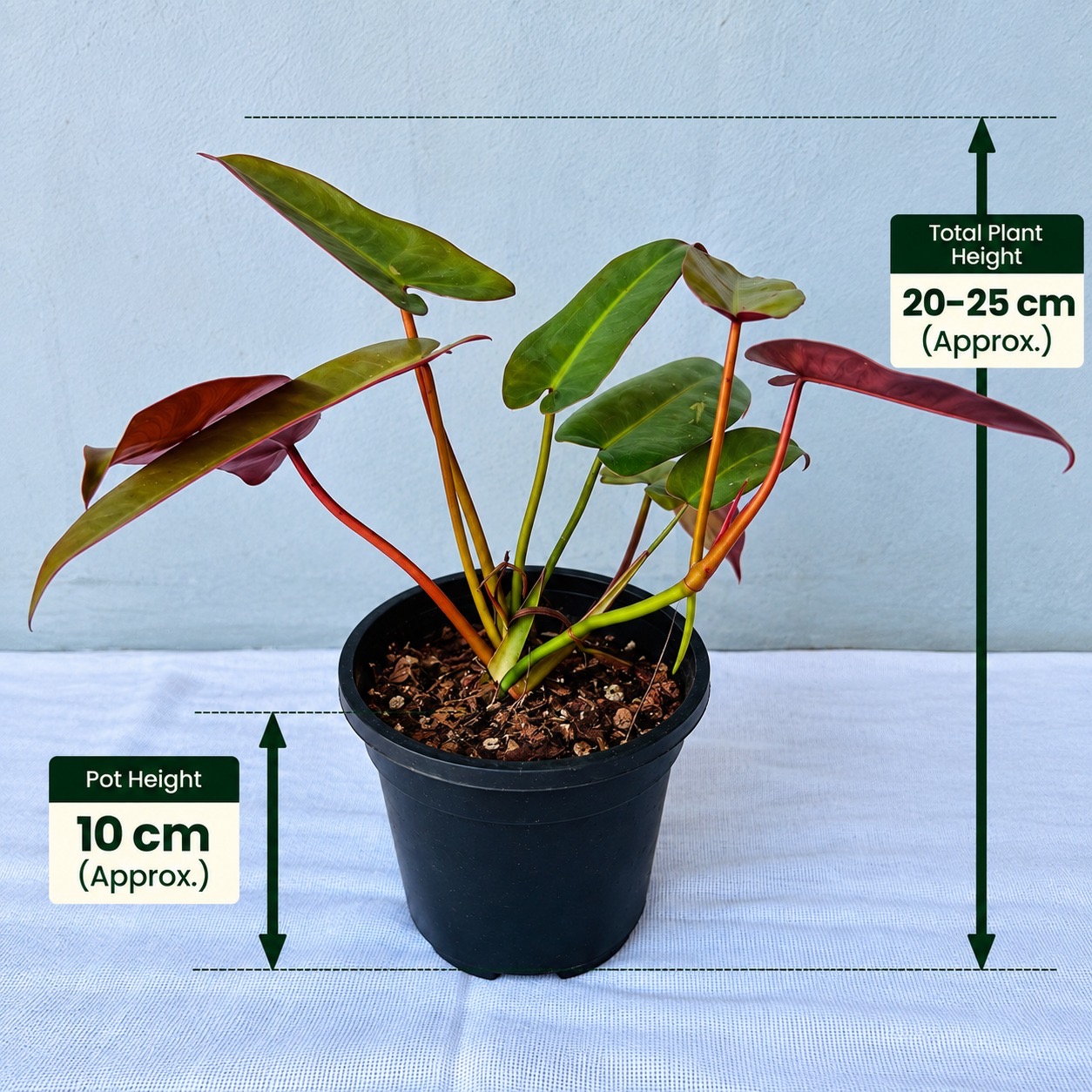 Philodendron Atabapoense – Premium Indoor Plant