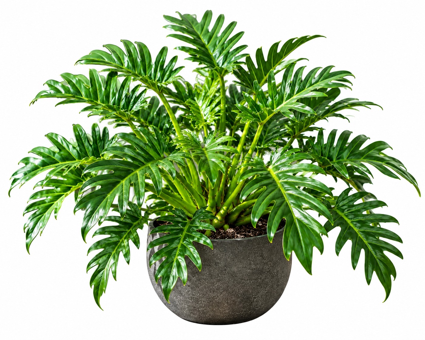 Philodendron Xanadu Green -(Healthy Live Plant in Jiffy Bag)