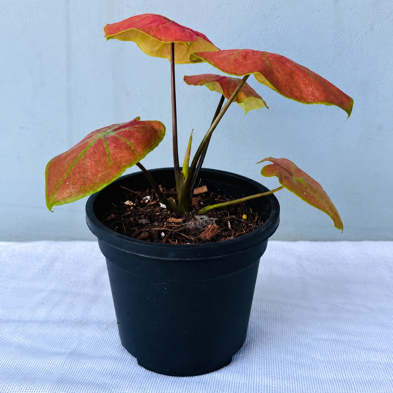 Thai Caladium Dwarf – Premium Indoor Plant