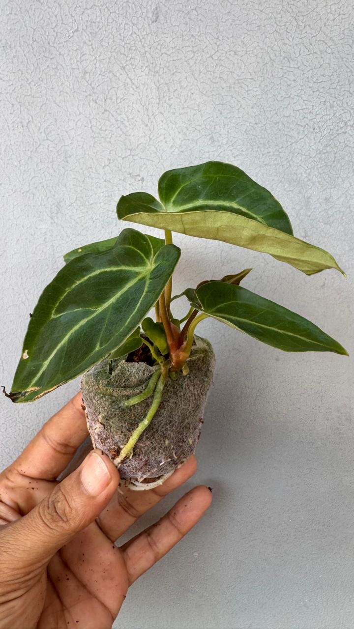 Anthurium regale -(Healthy Live Plant in Jiffy Bag)