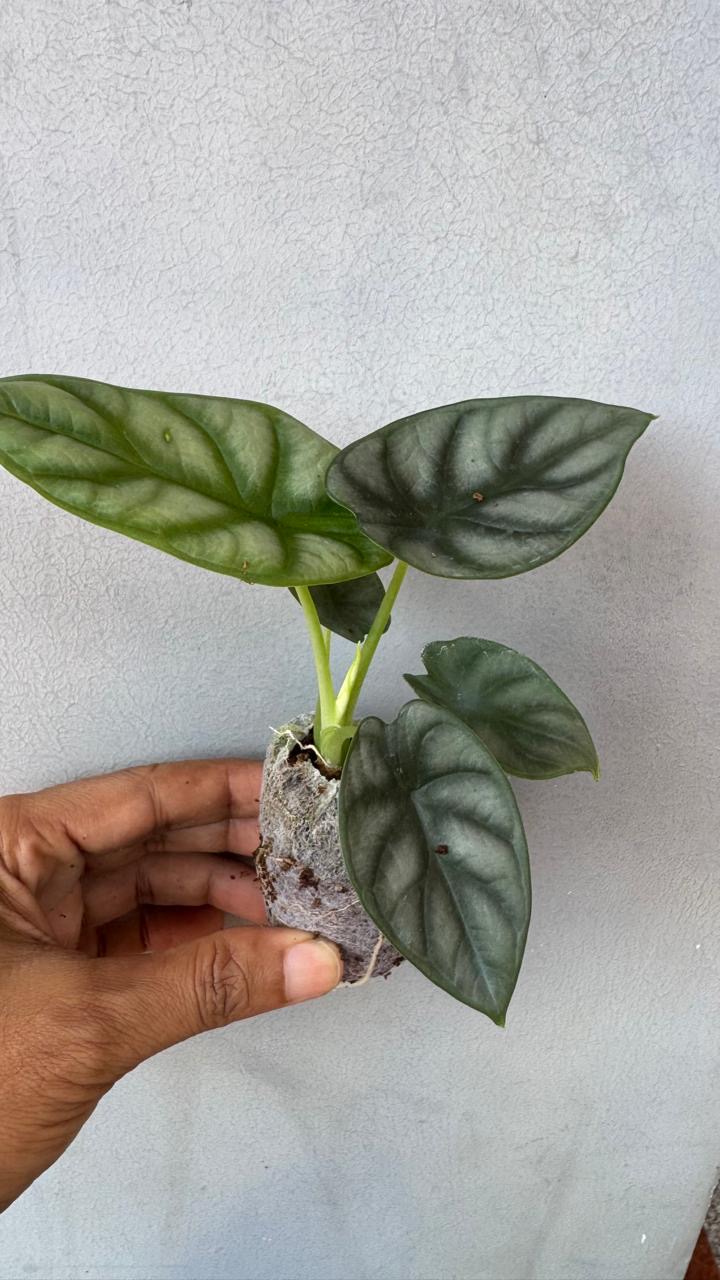 Alocasia Silver Dragon -(Healthy Live Plant in Jiffy Bag)