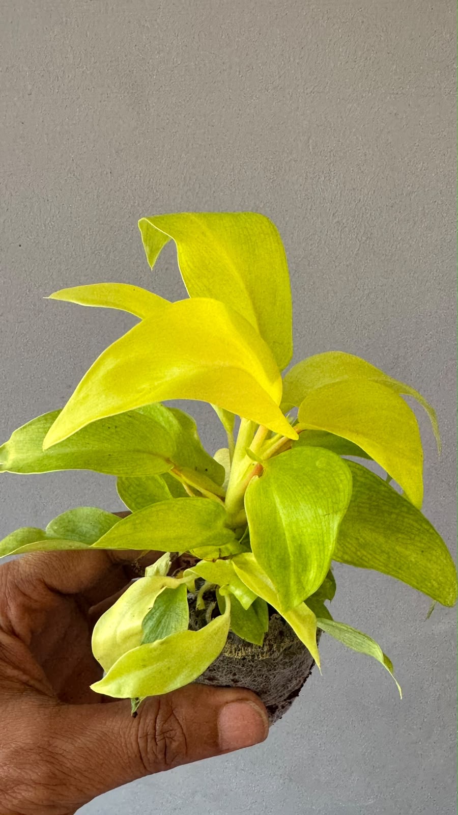 Philodendron Ceylon Beauty -(Healthy Live Plant in Jiffy Bag)