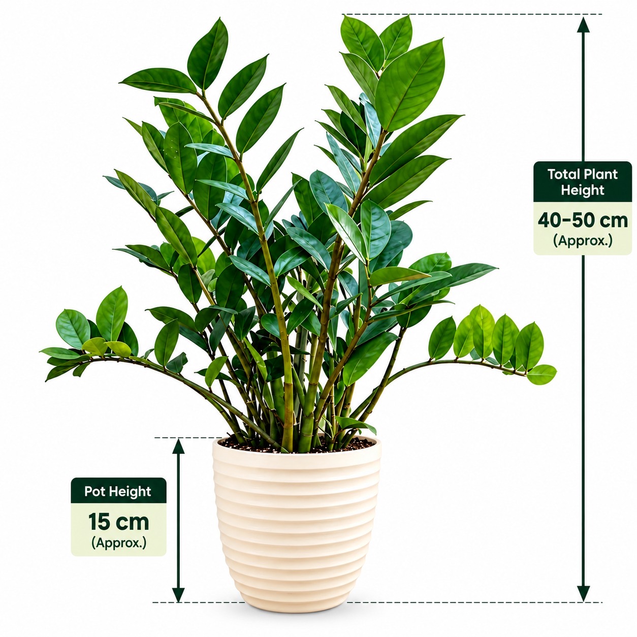 Luxury ZZ Combo-2 plants with 12 cm pot