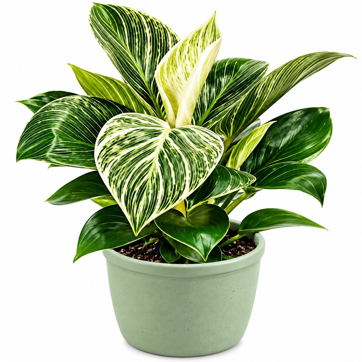 Philodendron Birkin Yellow Dwarf -(Healthy Live Plant in Jiffy Bag)