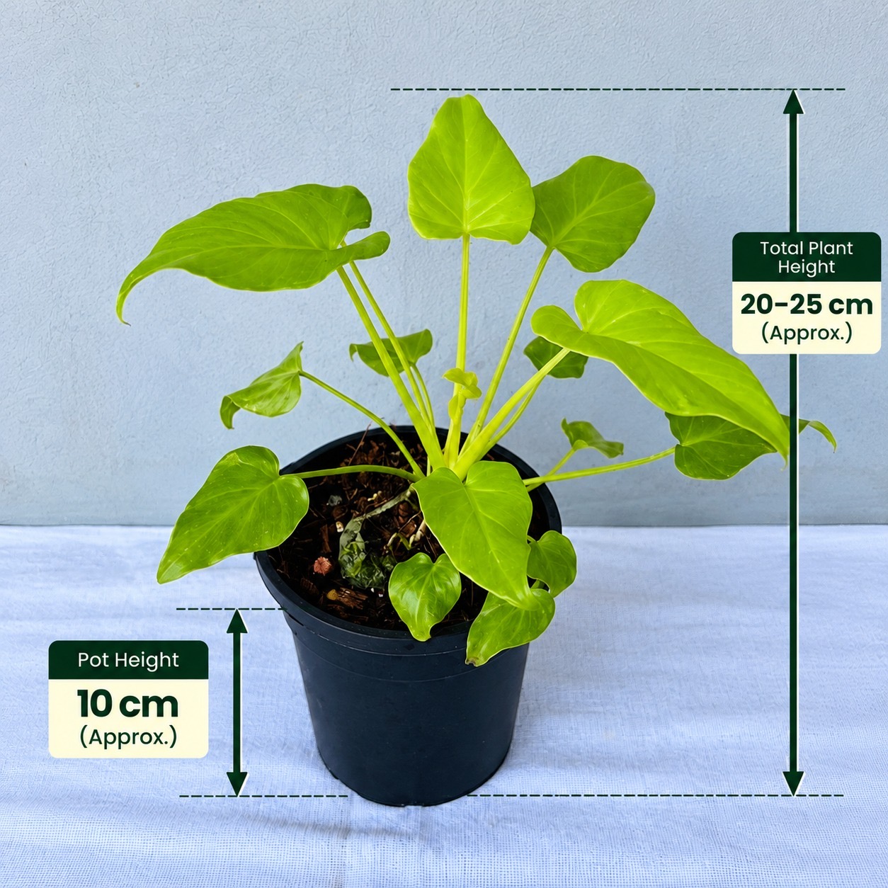 Philodendron Xanadu Gold– Premium Indoor Plant