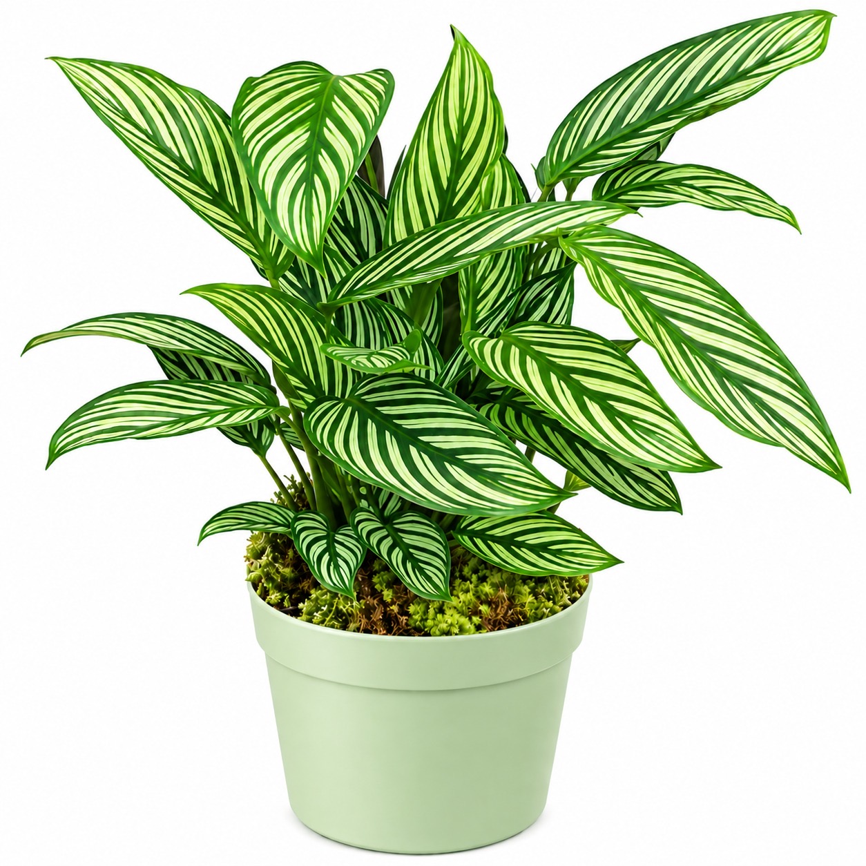 Calathea Vittata