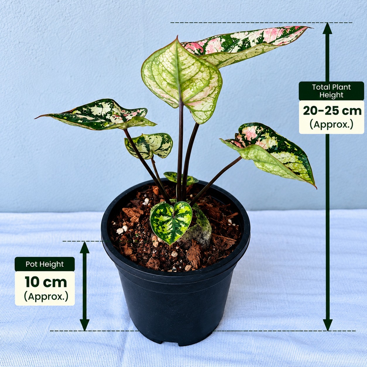 Caladium Galaxy New – Premium Indoor Plant