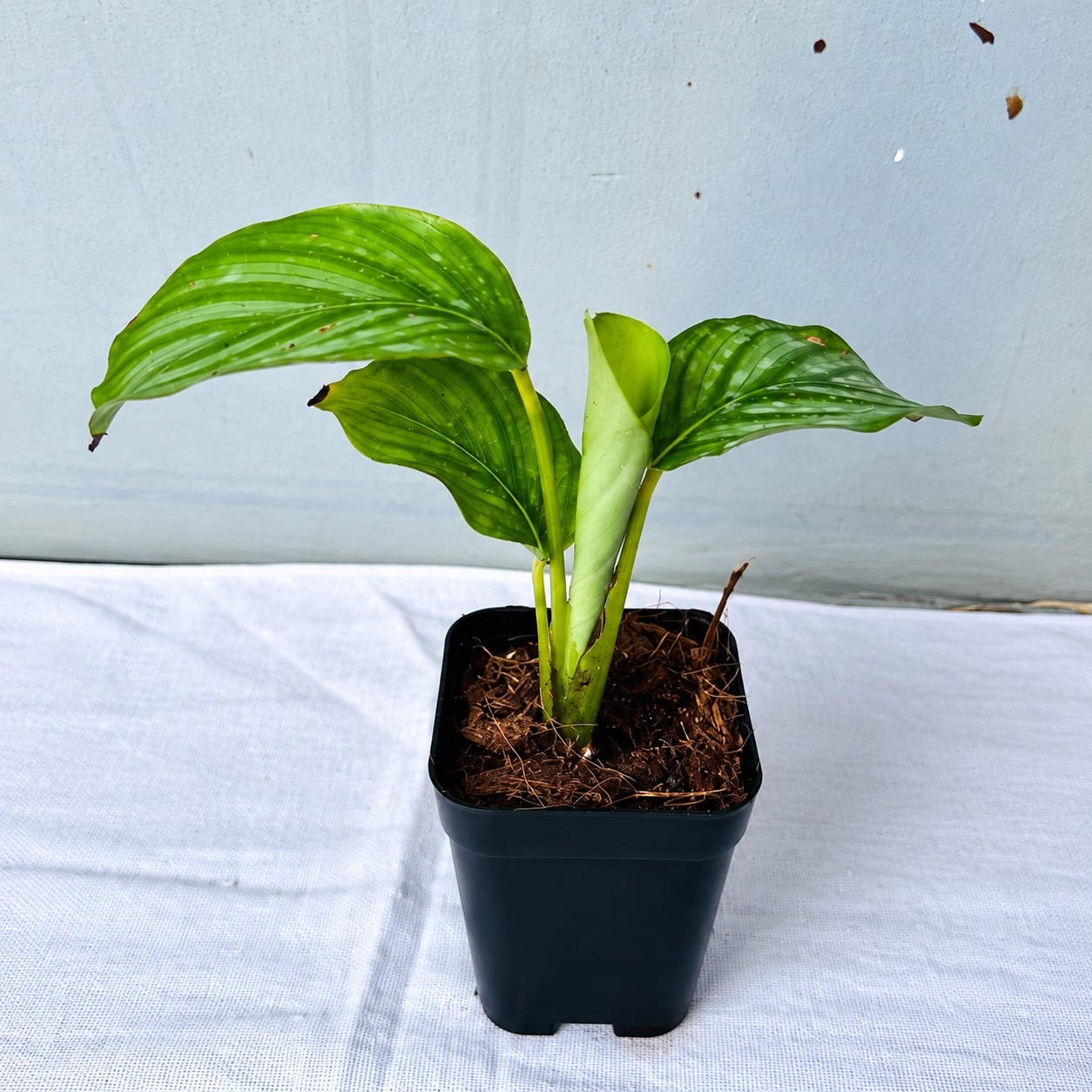 Calathea Orbofolia