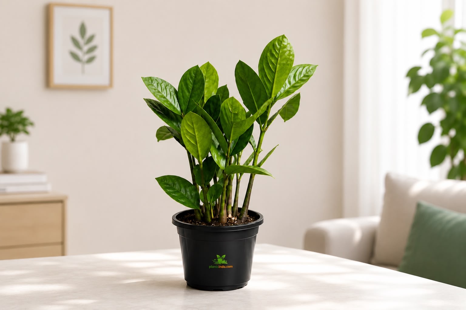ZZ Plant.