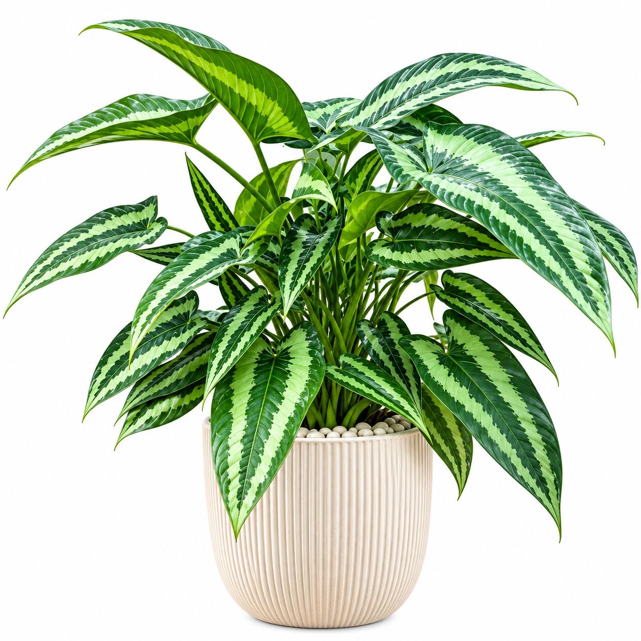 Sachchimaglotis Motleyana -(Healthy Live Plant in Jiffy Bag)