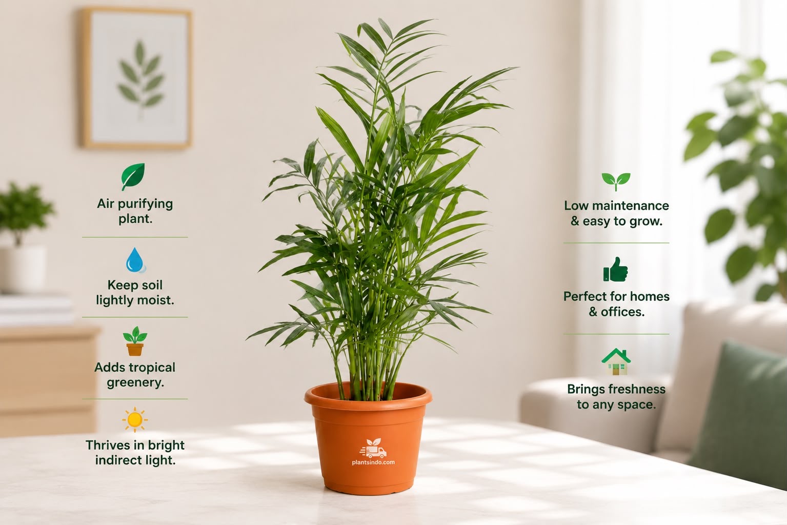 Bamboo Palm.