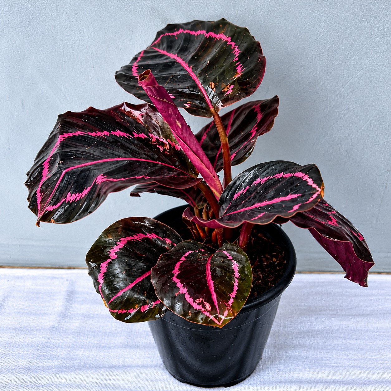 Calathea Dottie