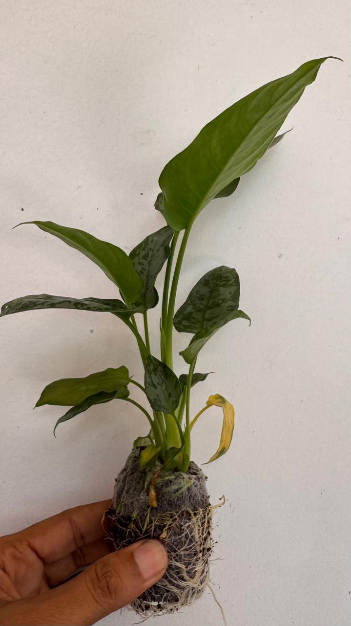 Sachchimaglotis Motleyana -(Healthy Live Plant in Jiffy Bag)