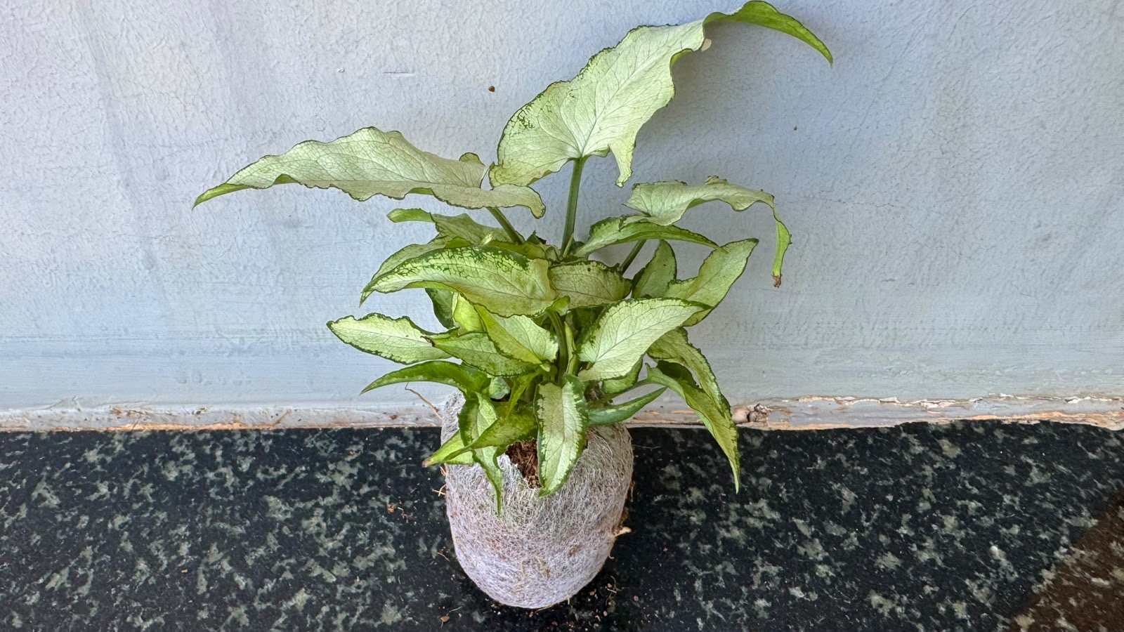 Syngonium Holly (plant in jiffy bag)