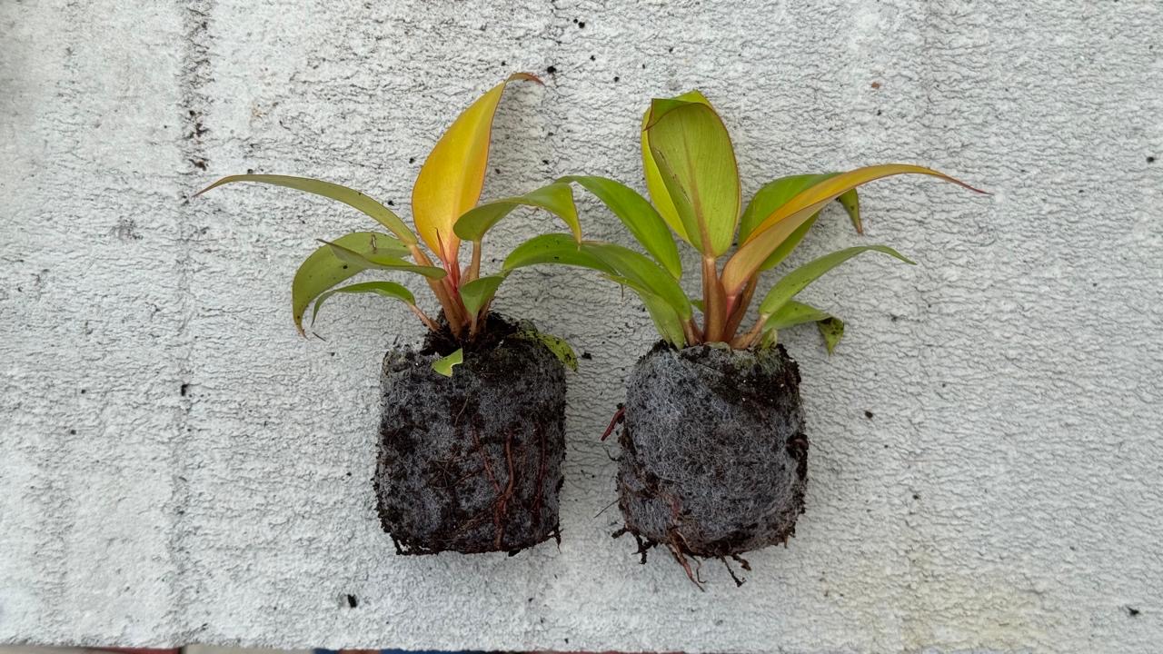 Philodendron Prince Of Orange – Premium Indoor Plant