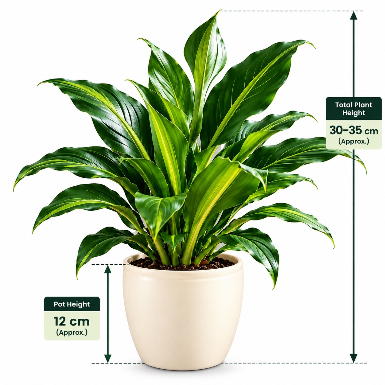 Dracena Darasingh -12 cm pot