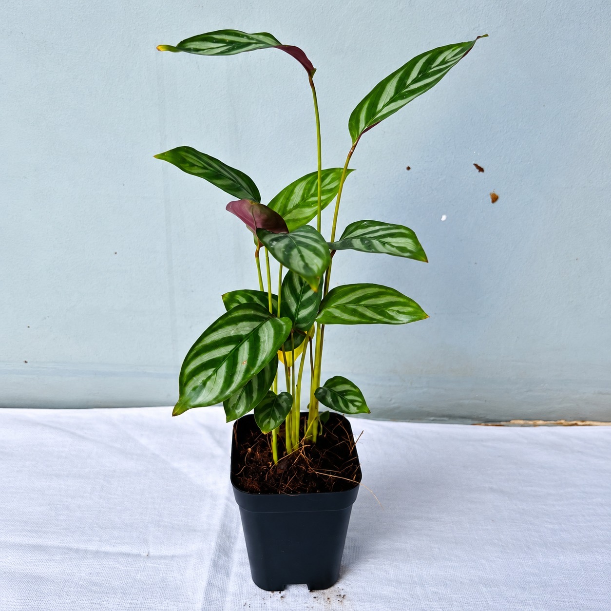 Calathea Compacta Star