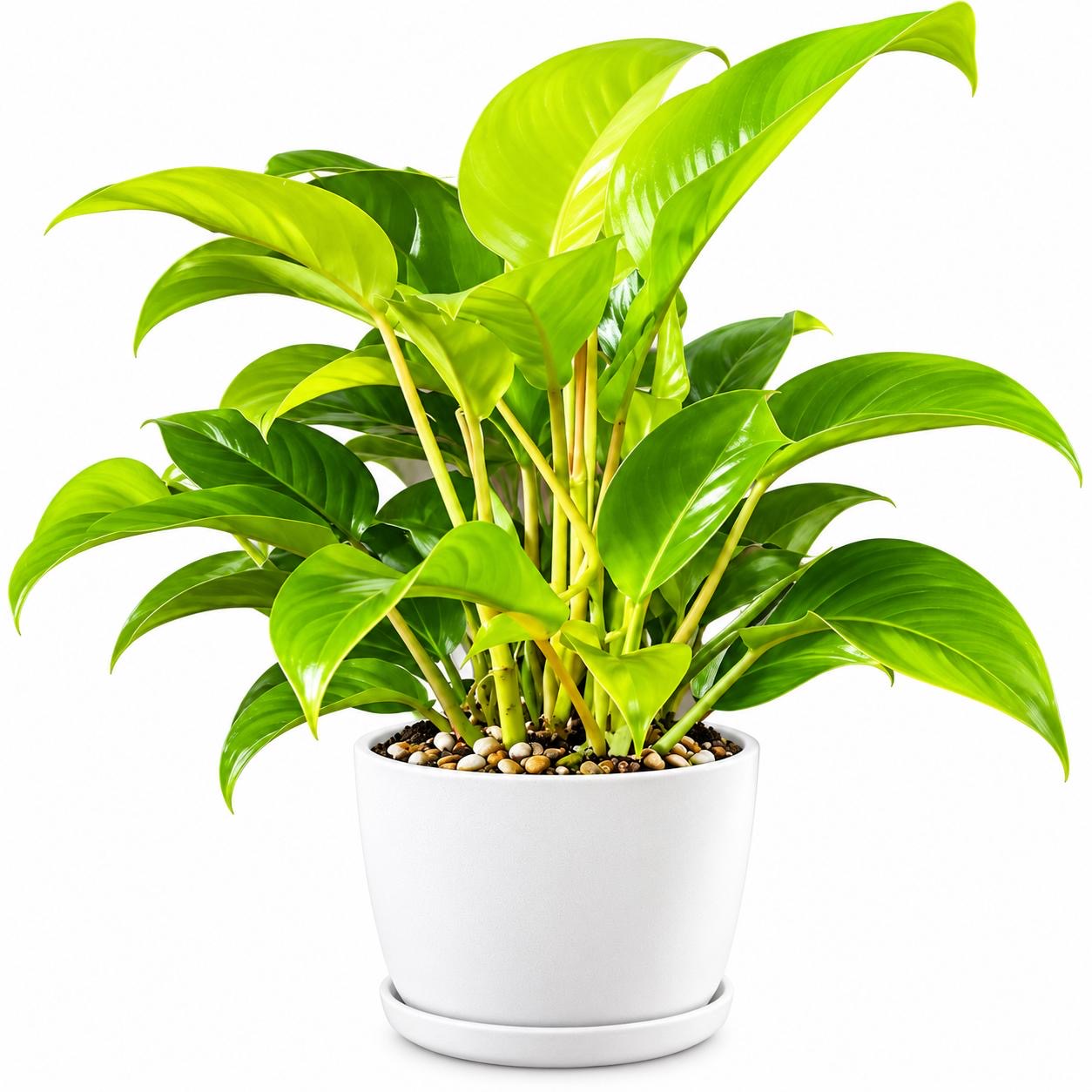 Philodendron Ceylon Beauty -(Healthy Live Plant in Jiffy Bag)