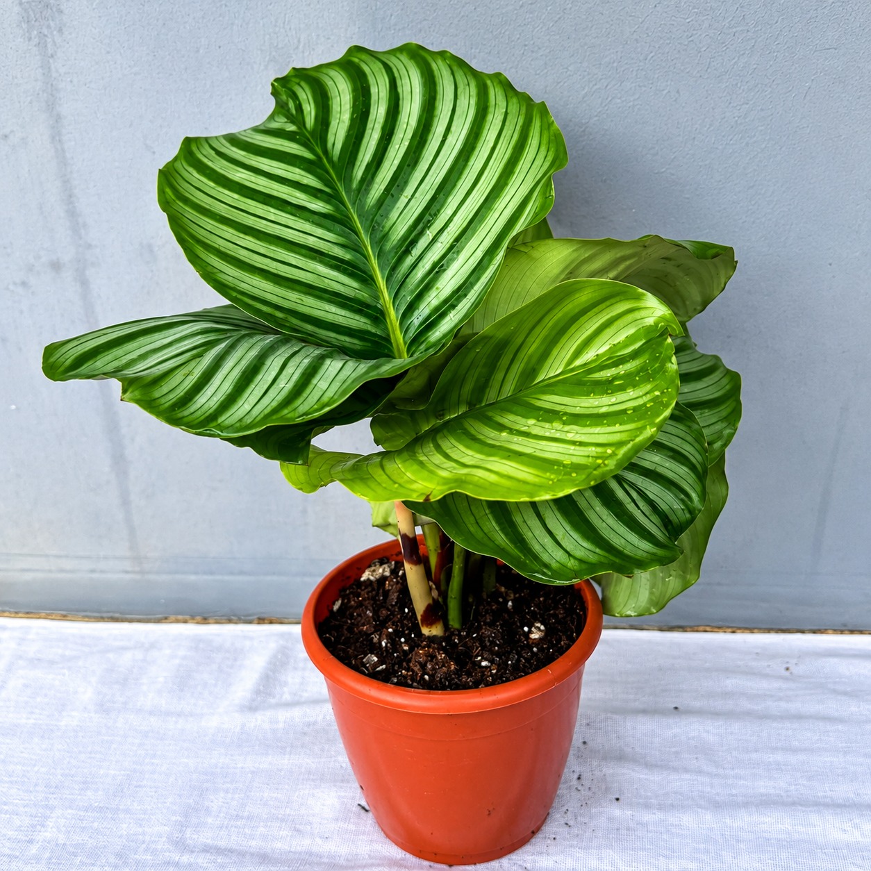 Calathea Orbofolia
