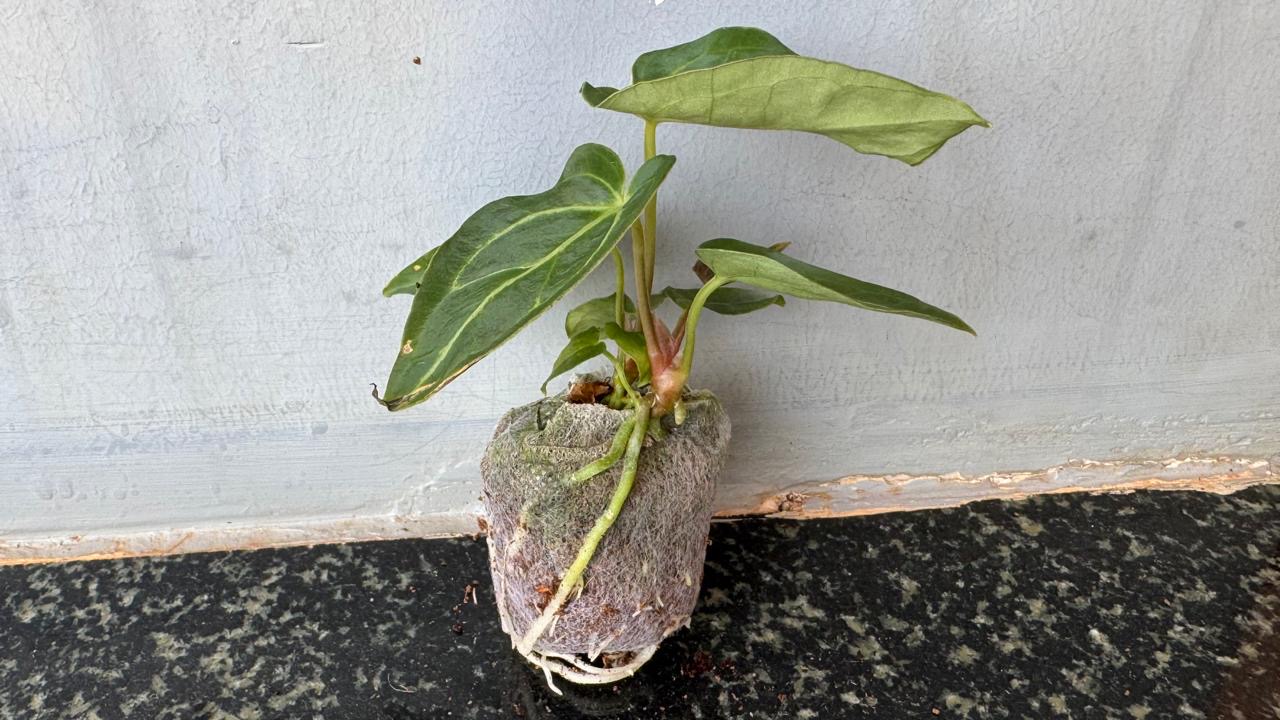 Anthurium regale -(Healthy Live Plant in Jiffy Bag)