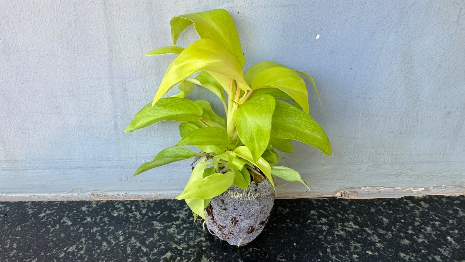 Philodendron Ceylon Beauty -(Healthy Live Plant in Jiffy Bag)