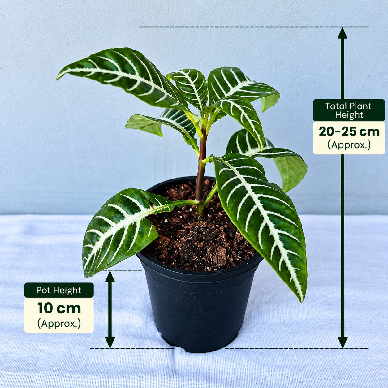 Aphelandra – Premium Indoor Plant