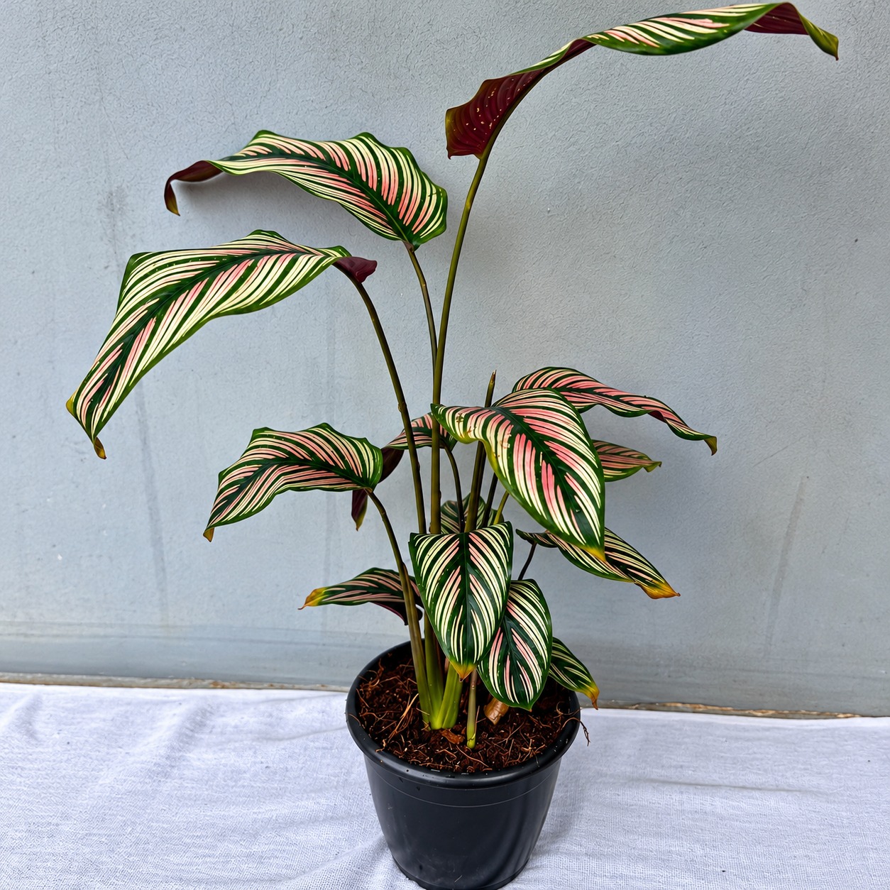 Calathiya Mejastica White Star