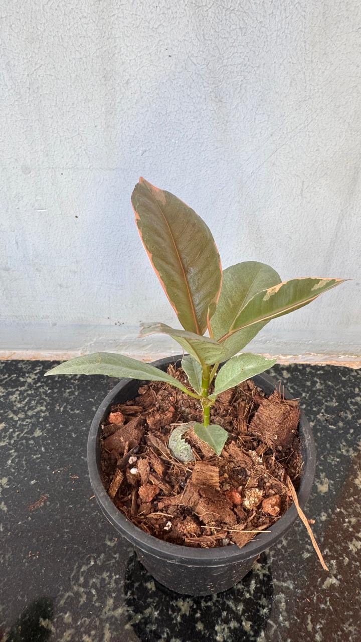 Ficus Ruby -(Healthy Live Plant in Jiffy Bag)