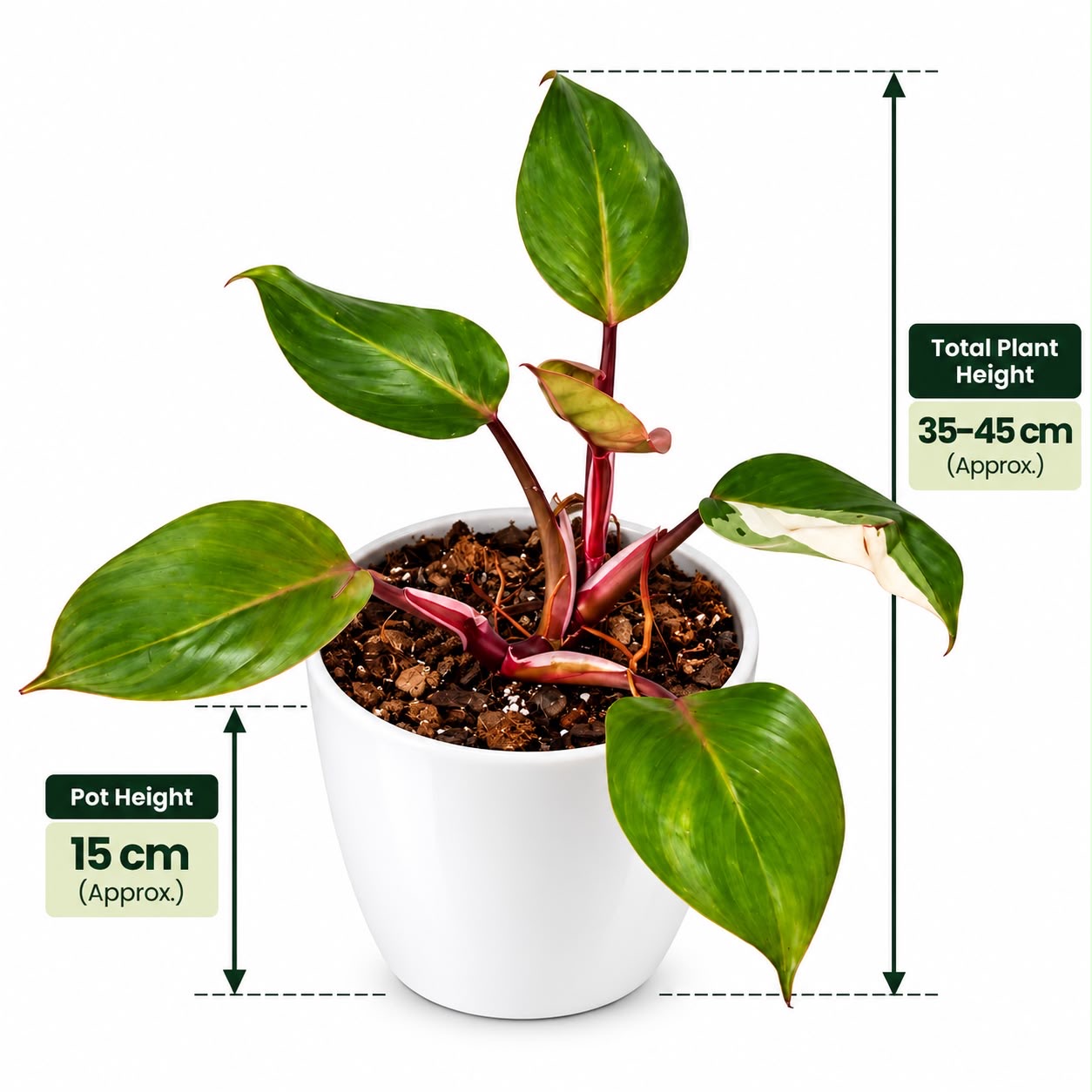 Philodendron White Princess -15cm Self Watering Pot