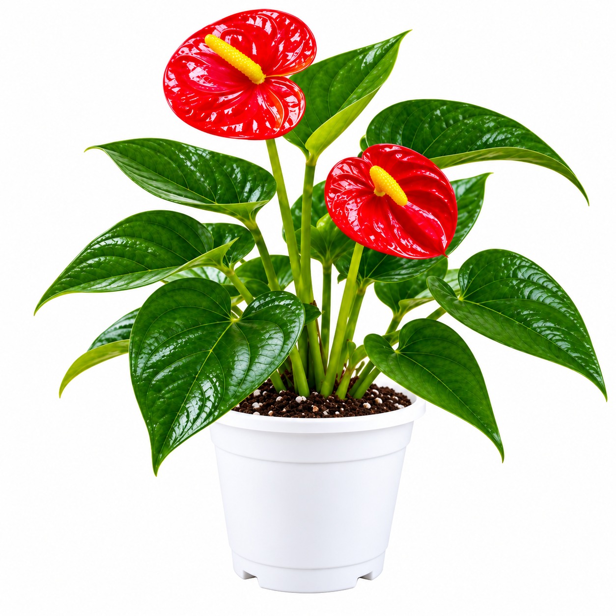 Anthurium Seedlings Red