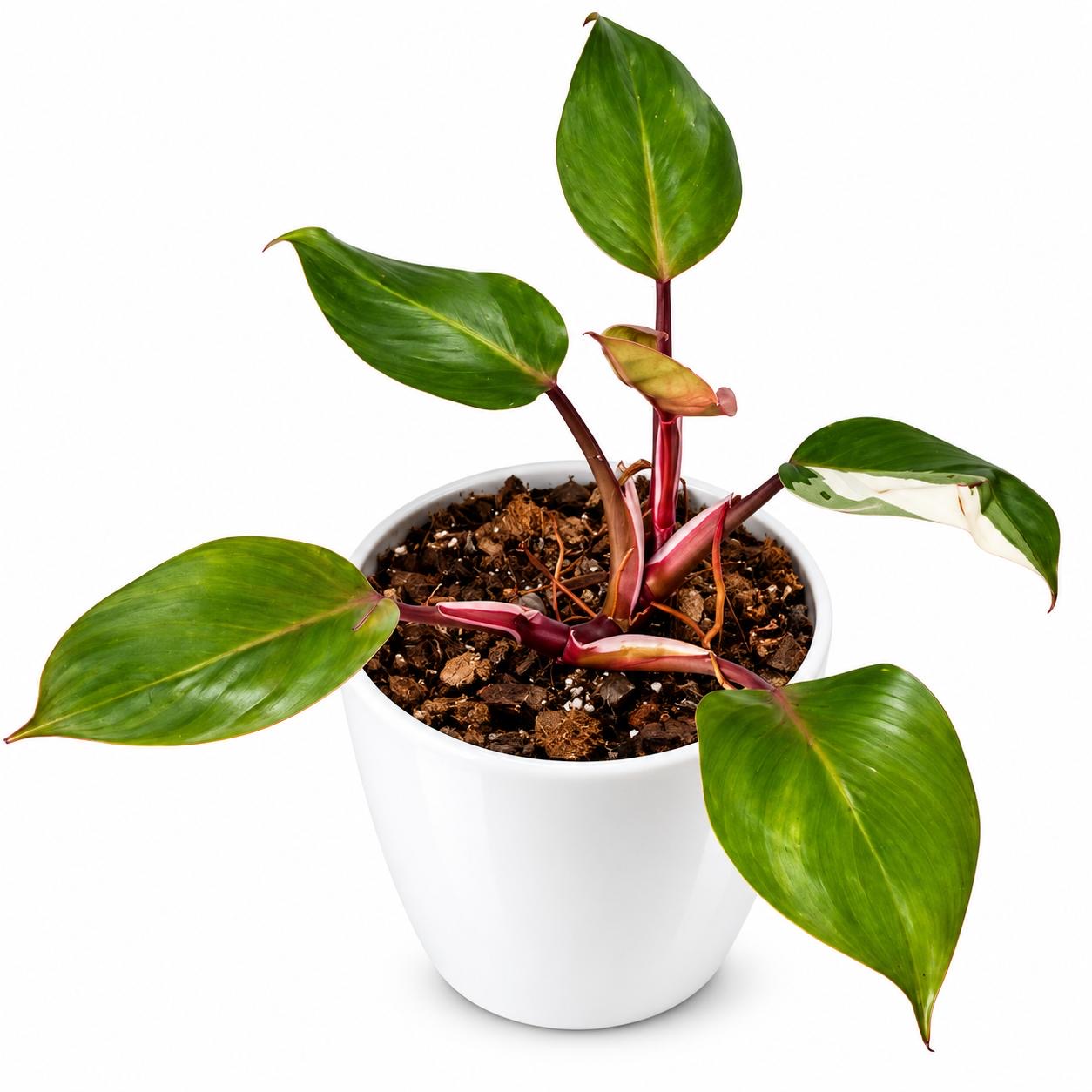 Philodendron White Princess -15cm Self Watering Pot
