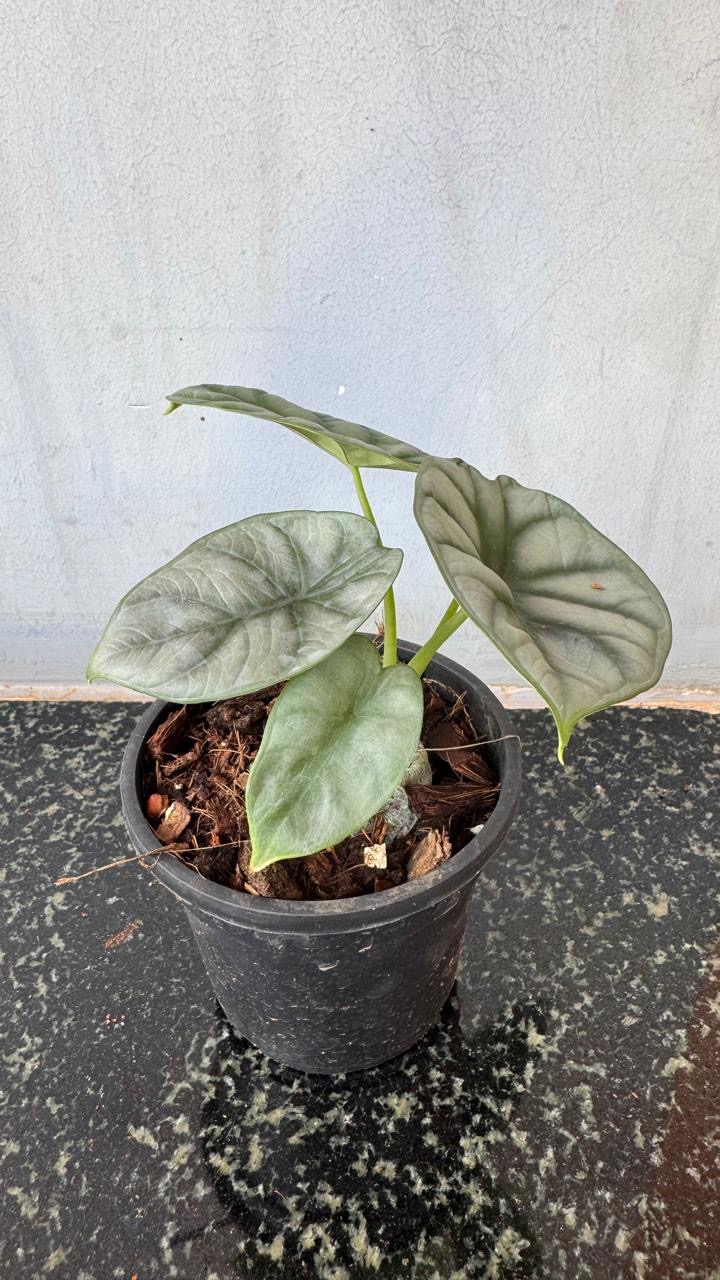 Alocasia Silver Dragon -(Healthy Live Plant in Jiffy Bag)