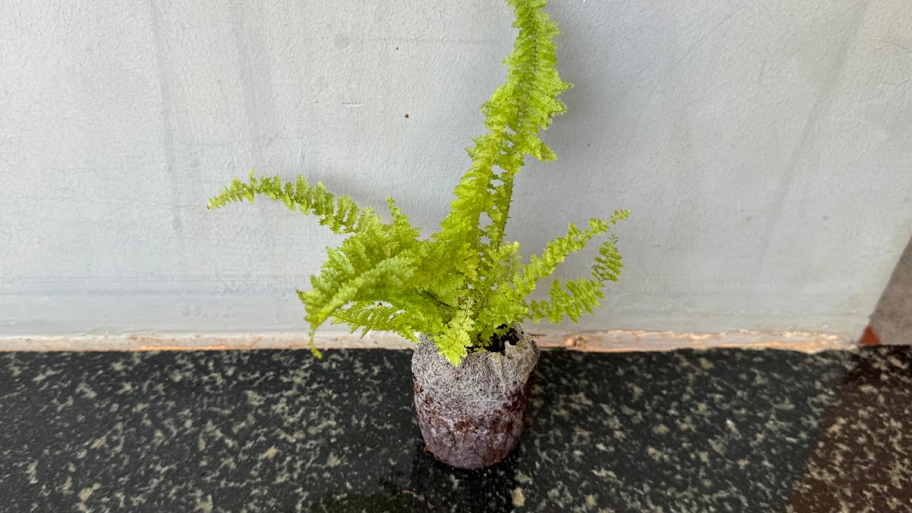 Fern Fluffy Ruffles -(Healthy Live Plant in Jiffy Bag)
