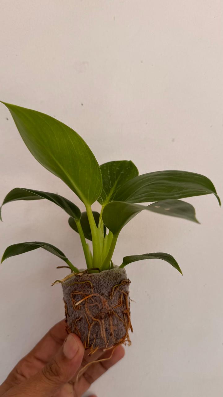 Philodendron Birkin.