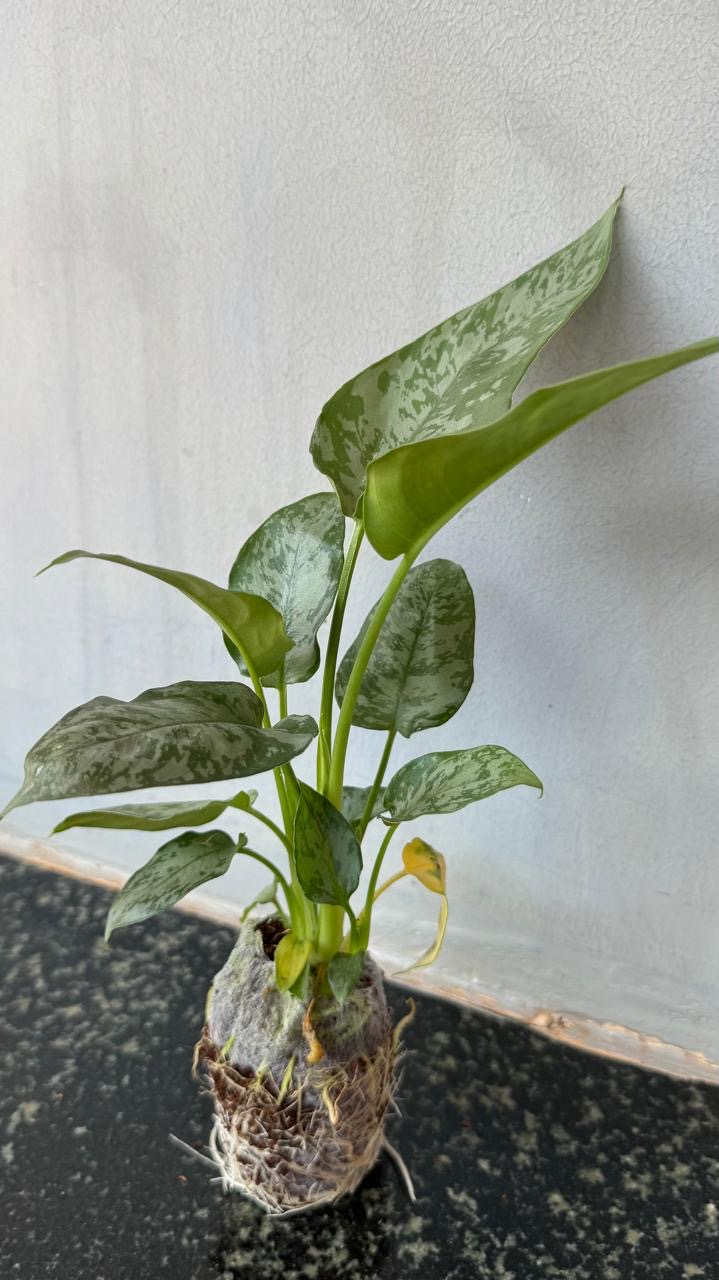 Sachchimaglotis Motleyana -(Healthy Live Plant in Jiffy Bag)